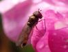 330311 – Photo : Catherine Reymonet-Smitten – France (19)